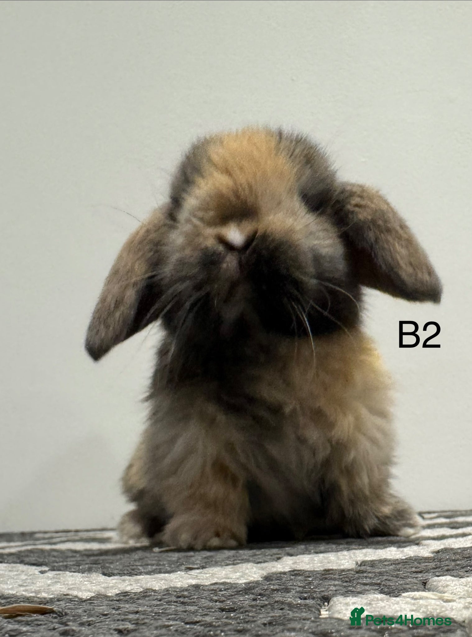 Mini Lop rabbits ⭐️mini lops ready to go ⭐️ - Advert 1