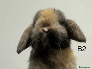 Mini Lop rabbits ⭐️mini lops ready to go ⭐️ - Advert 1