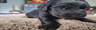 Mixed Breed 5