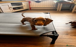 Miniature Dachshund dogs for sale: KC mini dachshund Black n Tan girl ready to home  - Image 30