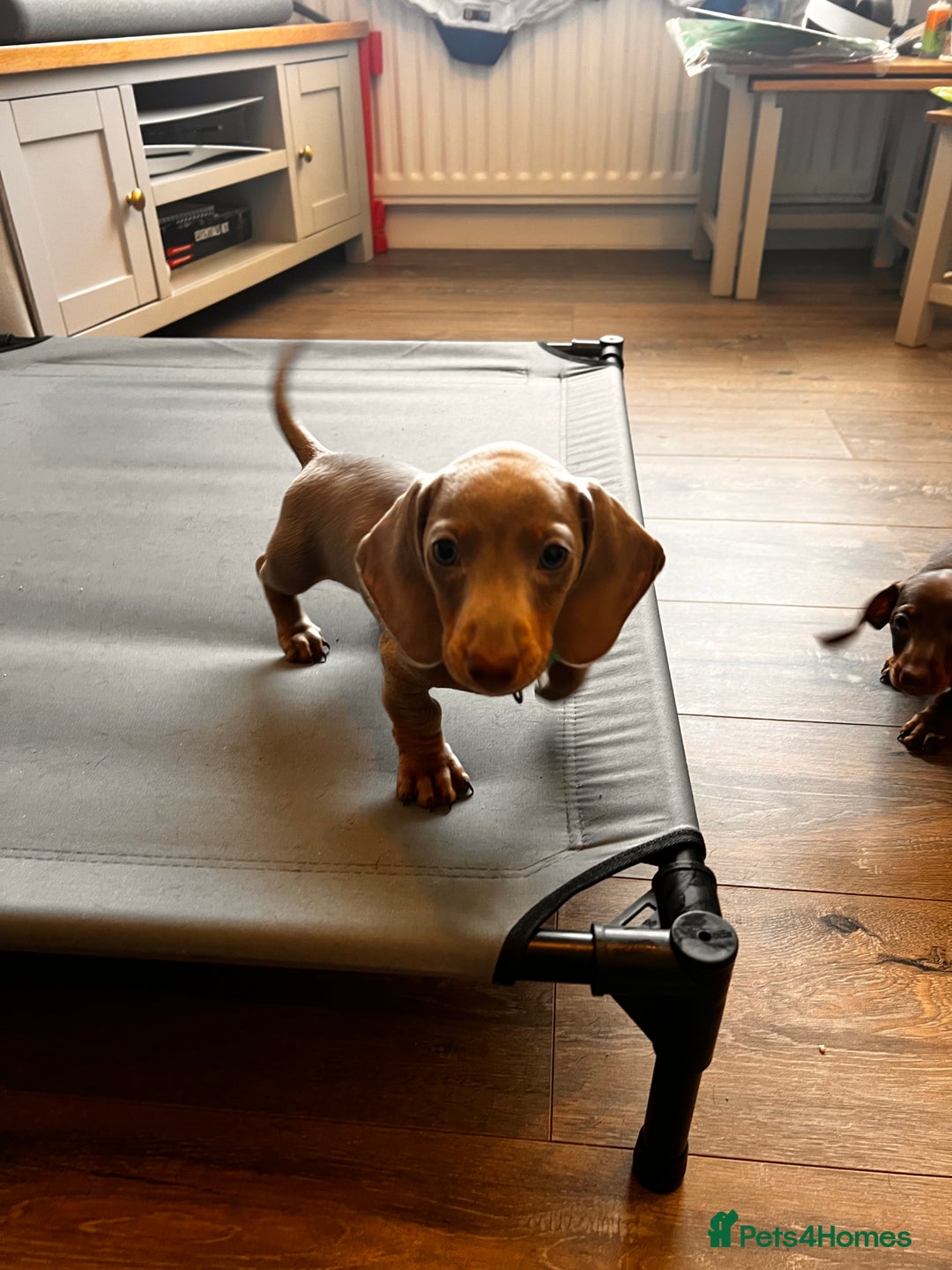 Miniature Dachshund dogs for sale: KC mini dachshund Black n Tan girl ready to home  - Image 30