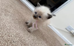 Ragdoll cats for sale: 3 stunning chunky ragdoll girls  - Advert 11