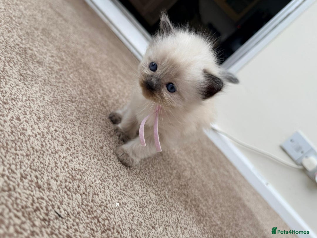 Ragdoll cats for sale: 3 stunning chunky ragdoll girls  - Advert 11