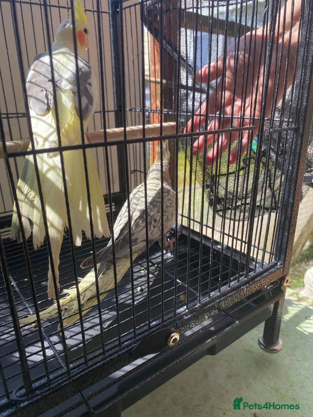 Cockatiels birds for sale: Cockatiels lutino mix and pied 12 weeks old - Advert 12