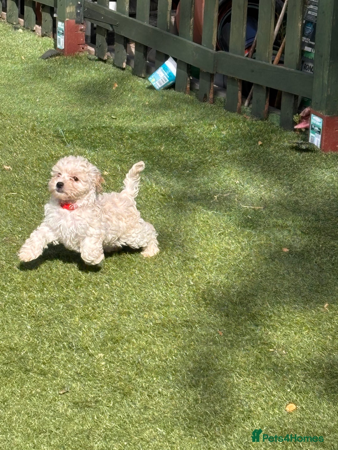 Cockapoo dogs for sale: 3 fluffy miniature cockpoo puppy’s  - Image 15