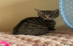 British Shorthair cats for sale: British Short Hair Cross Ragdoll Kitten  - Image 8