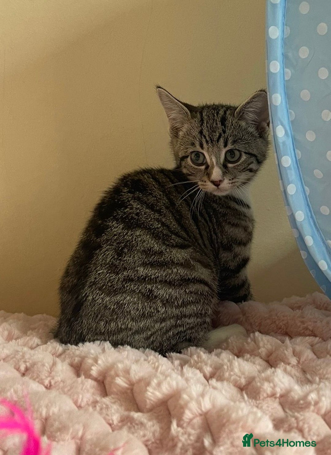 British Shorthair cats for sale: British Short Hair Cross Ragdoll Kitten  - Image 8