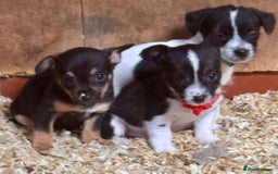 Mixed Breed dogs for sale: 5 stunning tiny miniature Chihuahua X terrier - Image 5