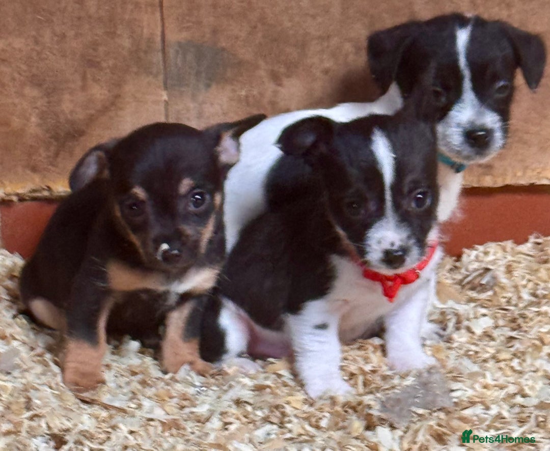 Mixed Breed dogs for sale: 5 stunning tiny miniature Chihuahua X terrier - Image 5