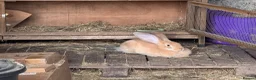 Continental Giant rabbits for sale: Pedigree giant breeding pair  - Advert 2