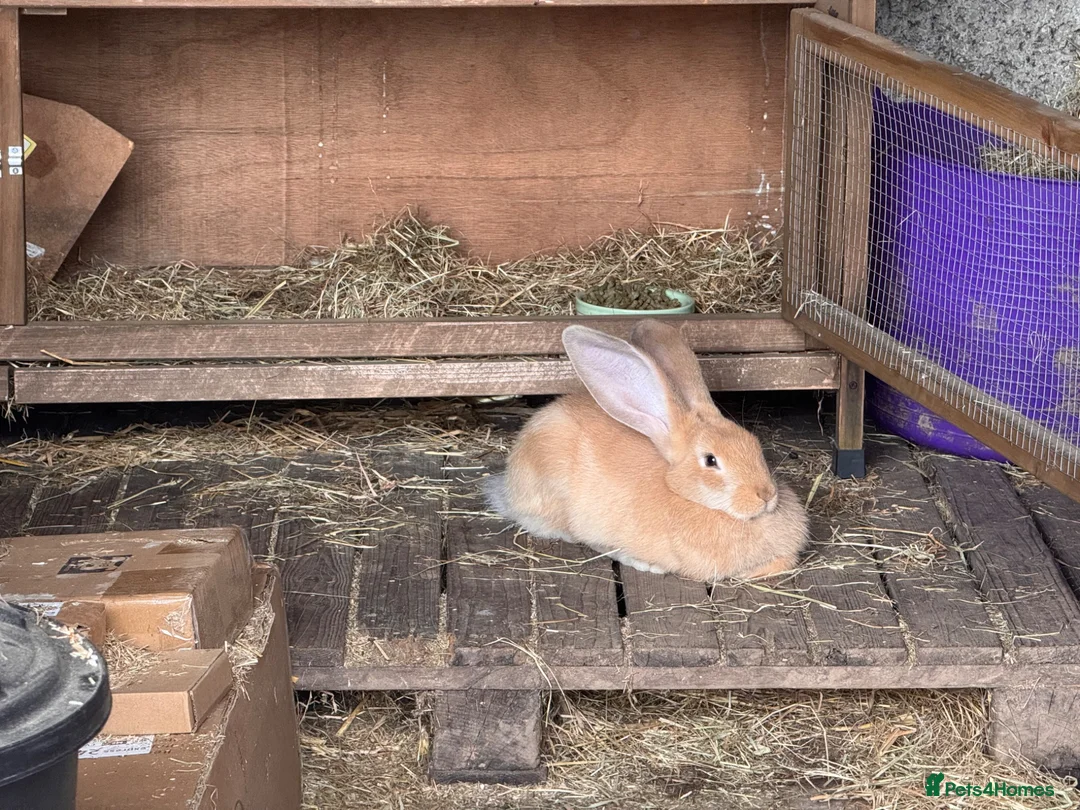 Continental Giant rabbits for sale: Pedigree giant breeding pair  - Advert 2
