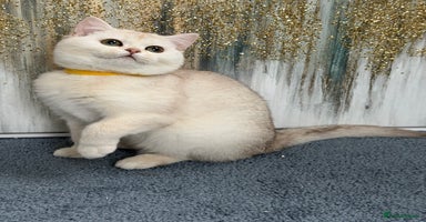 British Shorthair cats British shorthair golden TICA - Advert 1