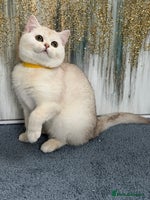 British Shorthair cats British shorthair golden TICA - Advert 2