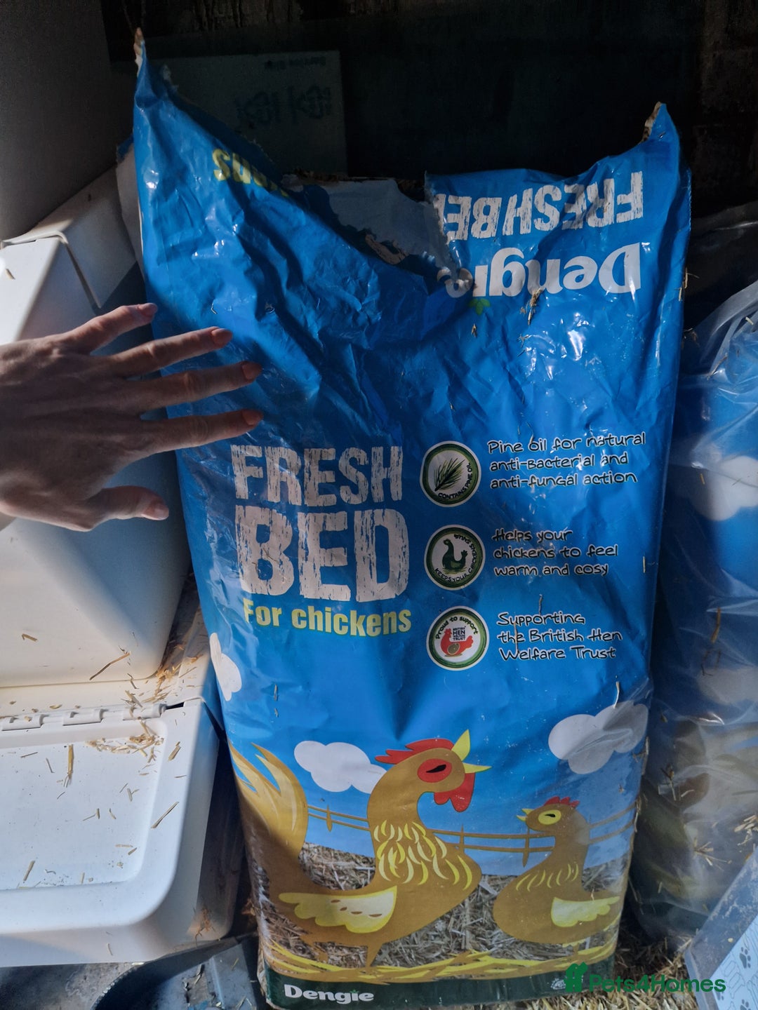 Quail poultry for sale: Ad Edited with more quail- Mealworm farm for quail - Advert 15