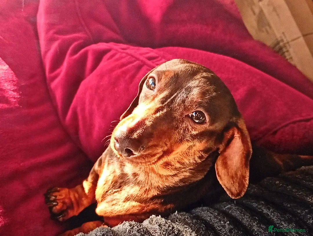 Miniature Dachshund dogs for sale: Stunning Miniature Dachshund Puppies - ready in Altrincham - Advert 5