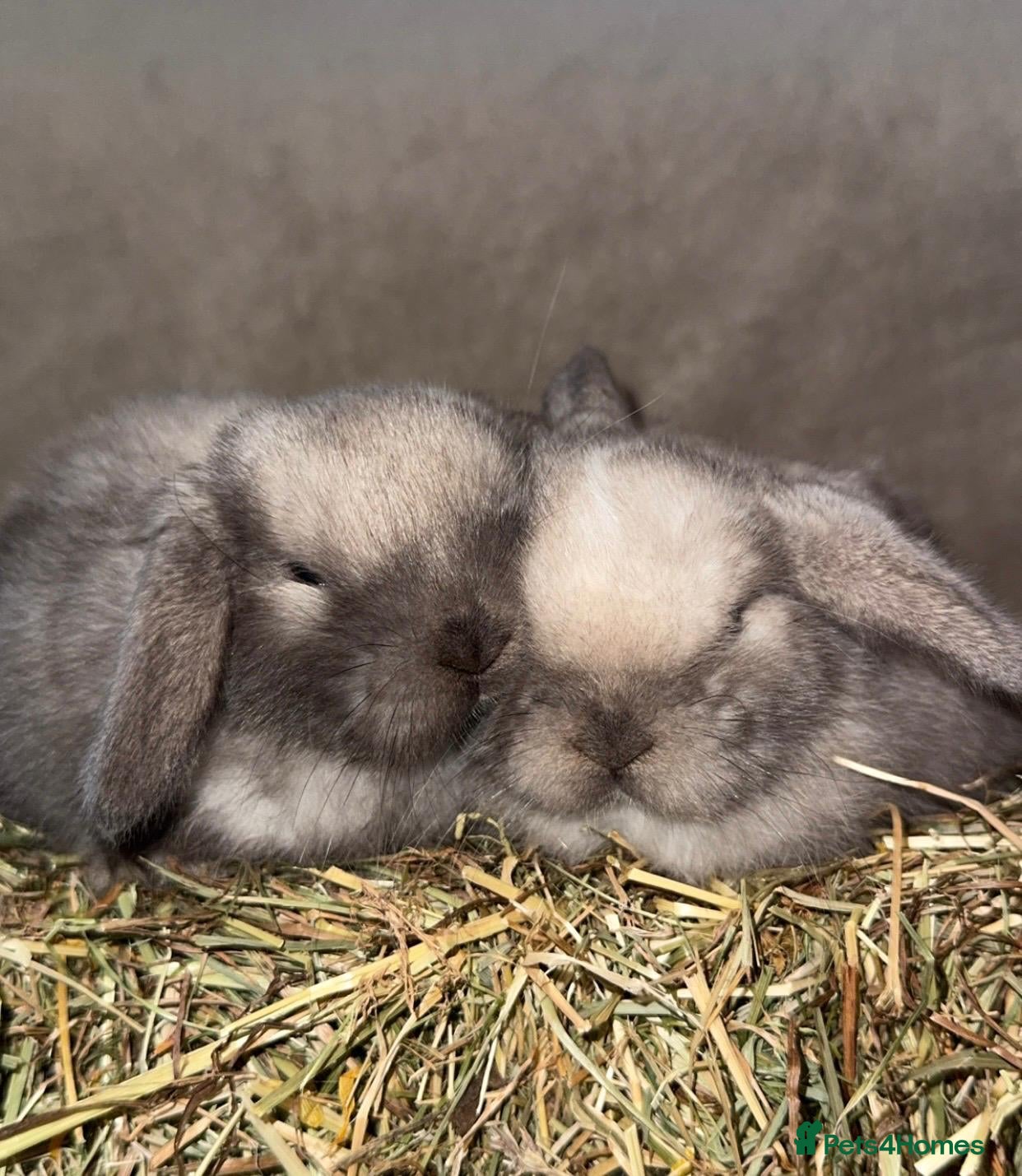 Mini Lop rabbits for sale: 🐰🌿 Beautiful Mini Lop Babies! 🌿🐰 - Advert 2