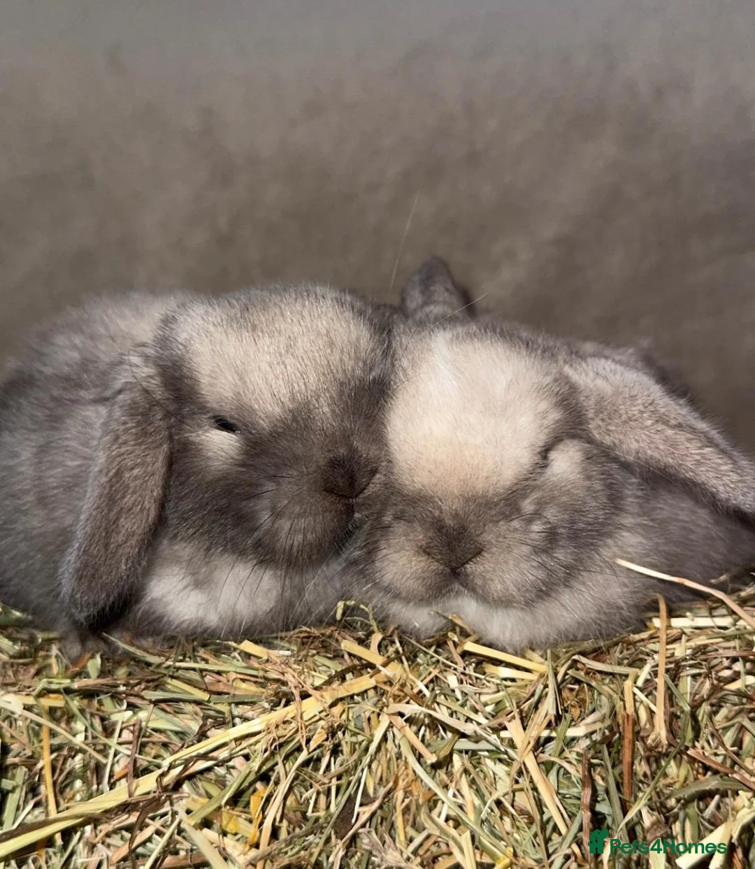 Mini Lop rabbits for sale: 🐰🌿 Beautiful Mini Lop Babies! 🌿🐰 - Advert 2
