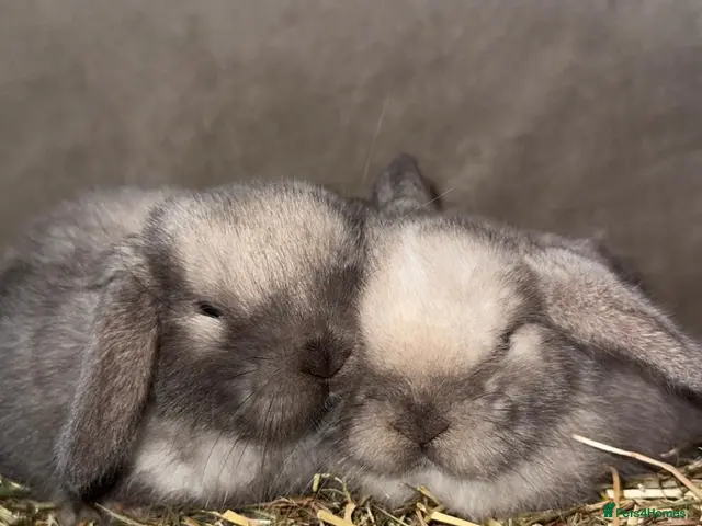 Mini Lop rabbits for sale: 🐰🌿 Beautiful Mini Lop Babies! 🌿🐰 - Advert 2