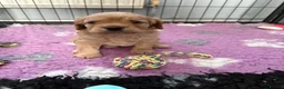 Cavapoo dogs for sale: Cavapoos health tested parents - Advert 1
