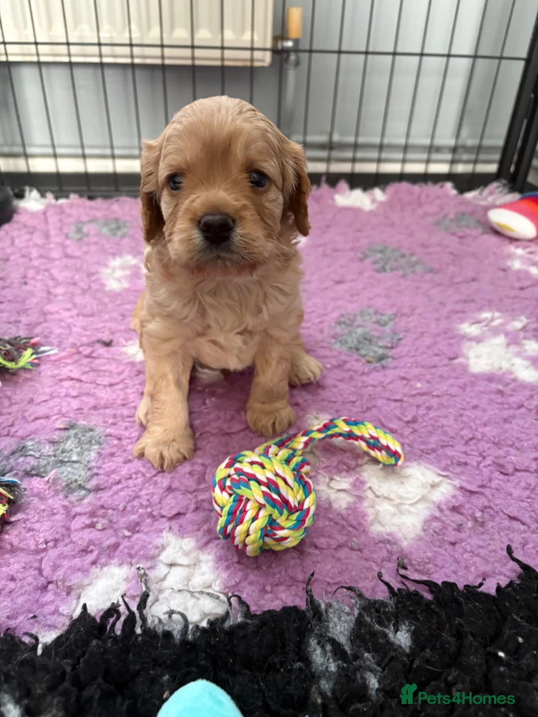 Cavapoo dogs for sale: Cavapoos health tested parents - Advert 1