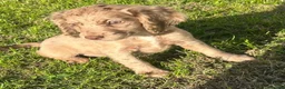 Cocker Spaniel dogs for sale: Cocker spaniel puppies in Crook - Advert 8