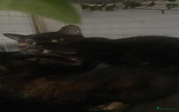 British Shorthair cats for sale: (💙LAST WHITE KITTEN🤍) Stunning Pure BSH kittens  - Advert 17