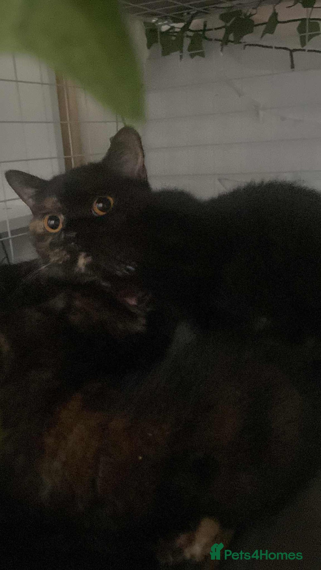 British Shorthair cats for sale: (💙LAST WHITE KITTEN🤍) Stunning Pure BSH kittens  - Advert 17