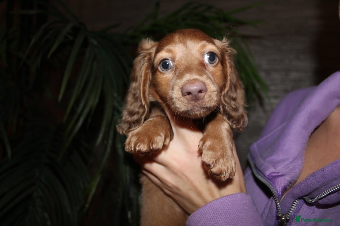 Miniature Dachshund dogs for sale: Miniature Dachshund Puppies READY TO LEAVE! - Image 4