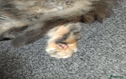 Persian cats for sale: Adorable pure Persian  - Image 8