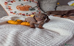 Miniature Dachshund dogs for sale: Miniature dachshund puppies  - Image 5