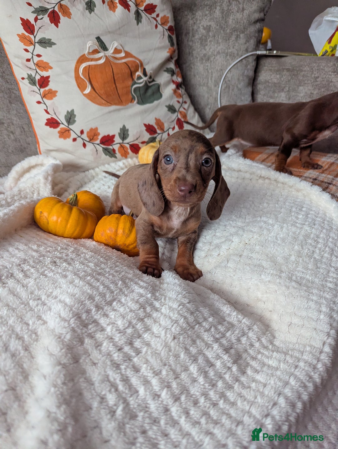 Miniature Dachshund dogs for sale: Miniature dachshund puppies  - Image 5