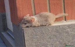 Chinchilla rodents for sale: Little boys - Image 2