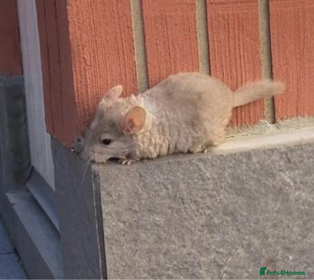 Chinchilla rodents for sale: Little boys - Image 2