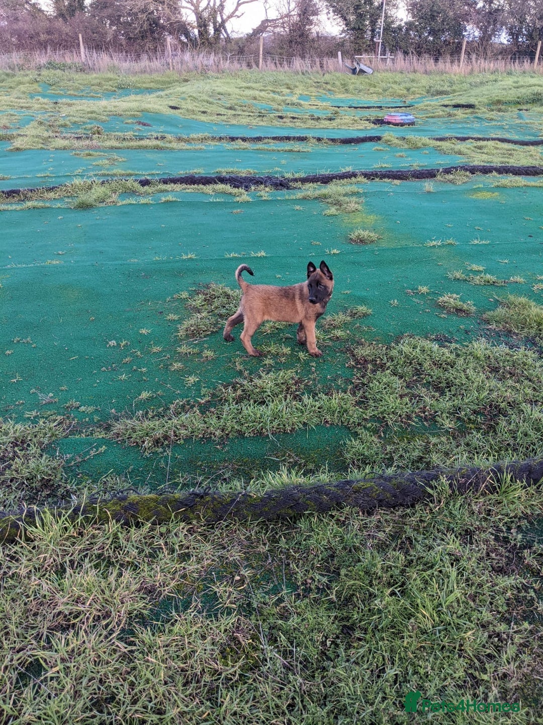 Belgian Shepherd Dog dogs for sale: Belgian Malinois - Advert 19