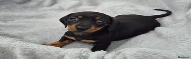 Miniature Dachshund 4 girl