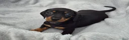 Miniature Dachshund dogs for sale: Stunning KC Reg, PRA Clear dachshund pupies - Advert 2