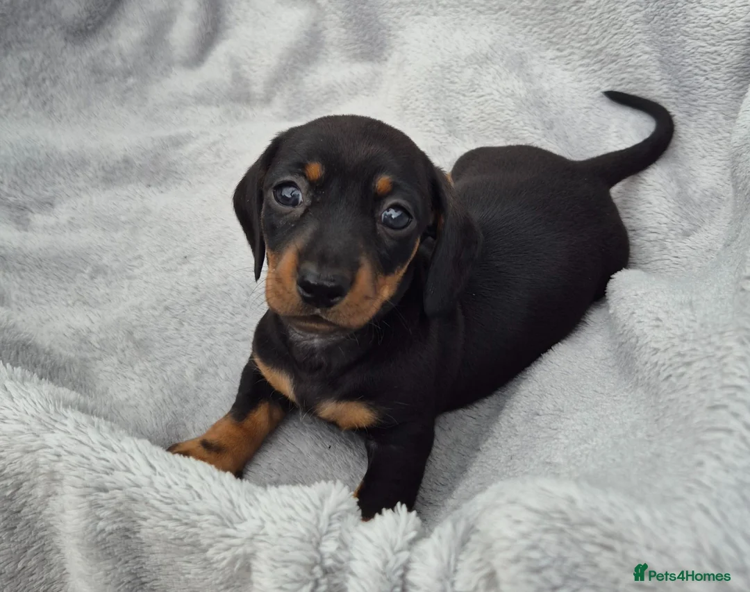 Miniature Dachshund dogs for sale: Stunning KC Reg, PRA Clear dachshund pupies - Advert 2