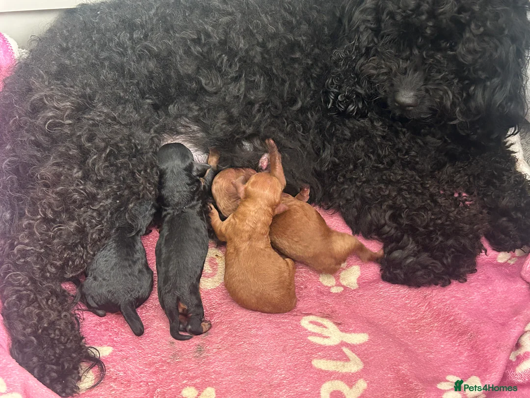 Cavapoo dogs for sale: F2 cavapoo puppies in Halifax - Advert 2