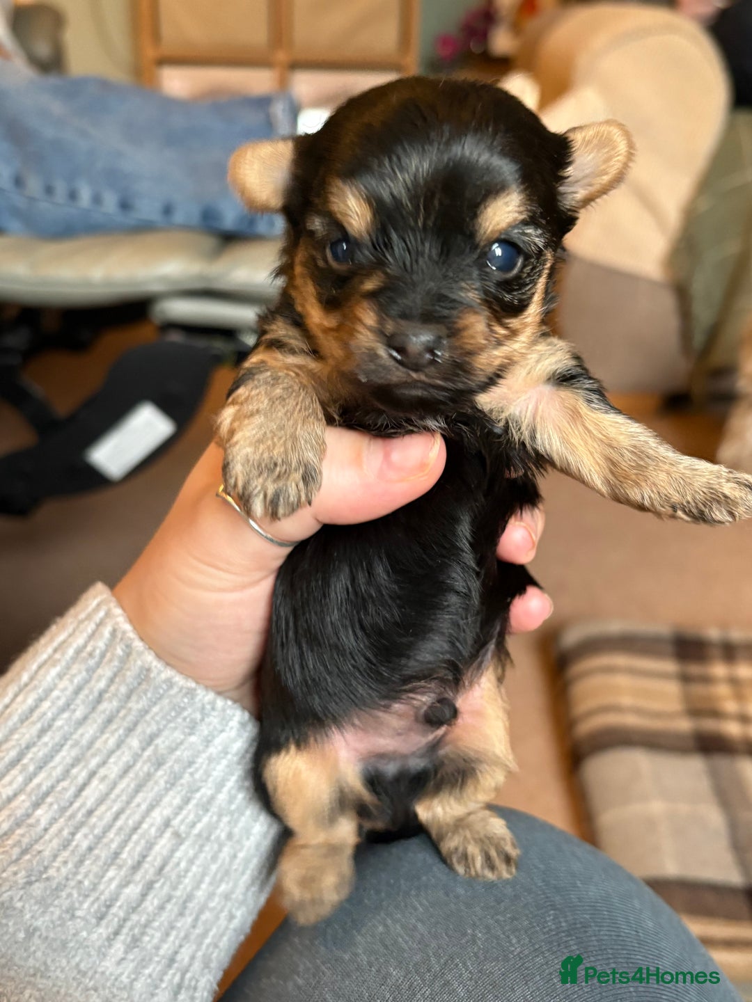 Yorkshire Terrier dogs for sale: Miniature Yorkshire terrier puppies for sale - Advert 4