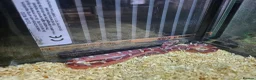 Corn Snake reptiles for sale: Baby pied cornsnakes for sale - Advert 3