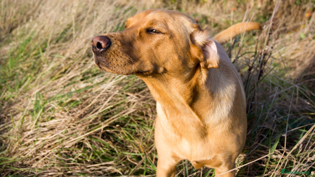 Labrador Retriever dogs for stud: Standing at Stud.  - Advert 13