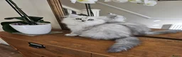 Persian cats for sale: 1 Pure Persian Chinchilla Male Kitten - Advert 13