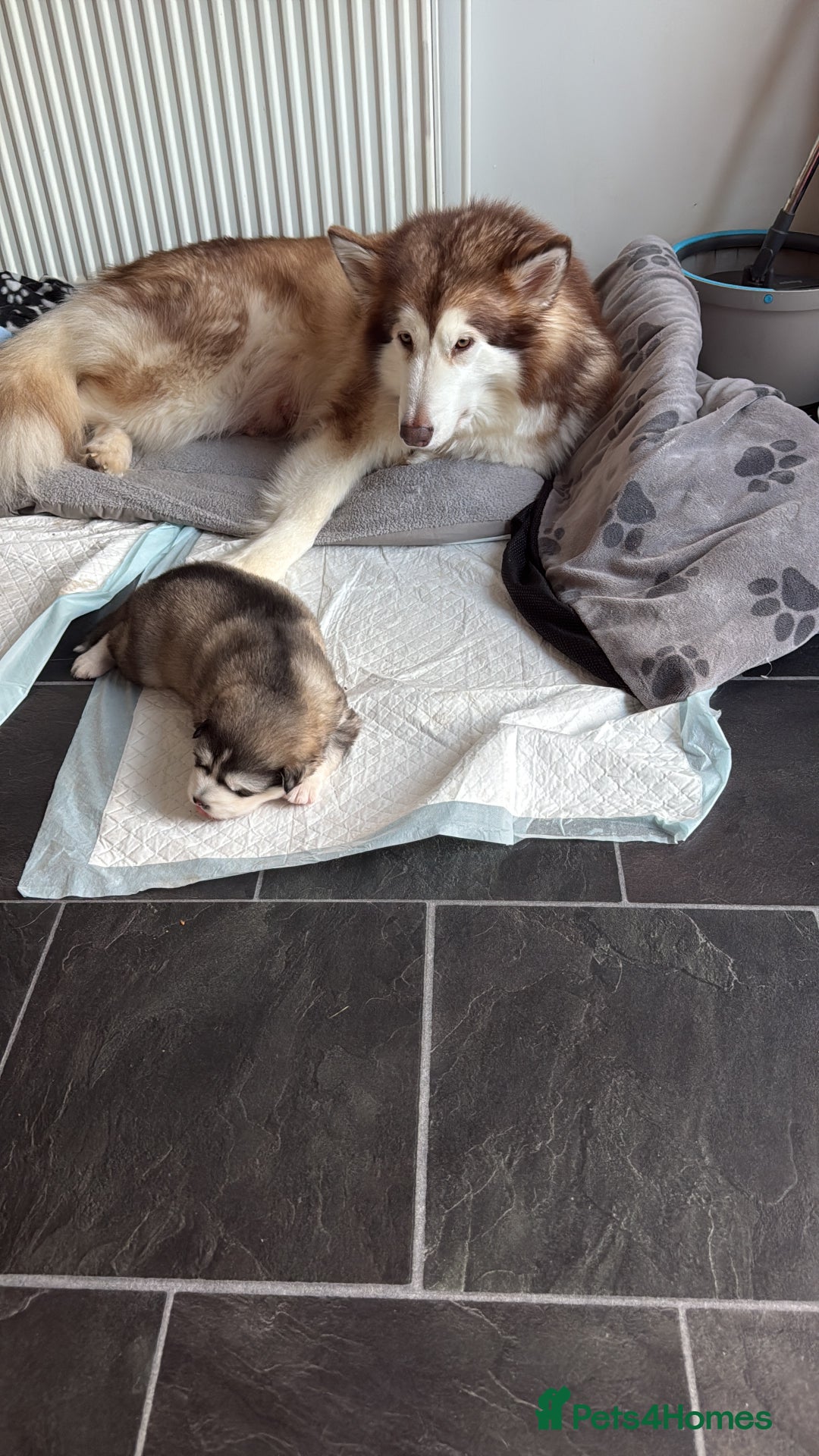 Alaskan Malamute dogs for sale: Gorgeous girl for sale - Advert 5