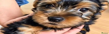 Yorkshire Terrier 1