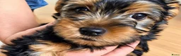 Yorkshire Terrier dogs for sale: Adorable Yorkshire Terrier Puppies in Walsall - Advert 3