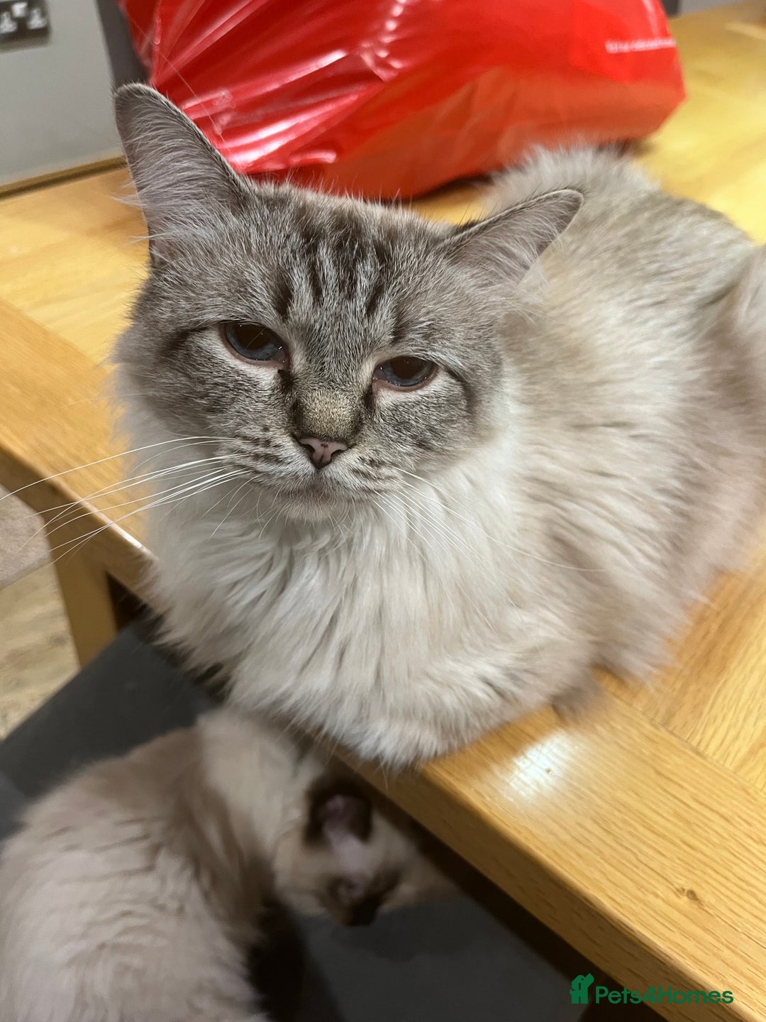 Ragdoll cats for sale: Luxury Pedigree (GCCF) Ragdoll - Advert 3