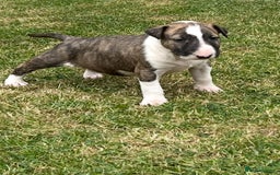 English Bull Terrier dogs for sale: Ready to leave !!! champion bloodlines kc reg - Image 21