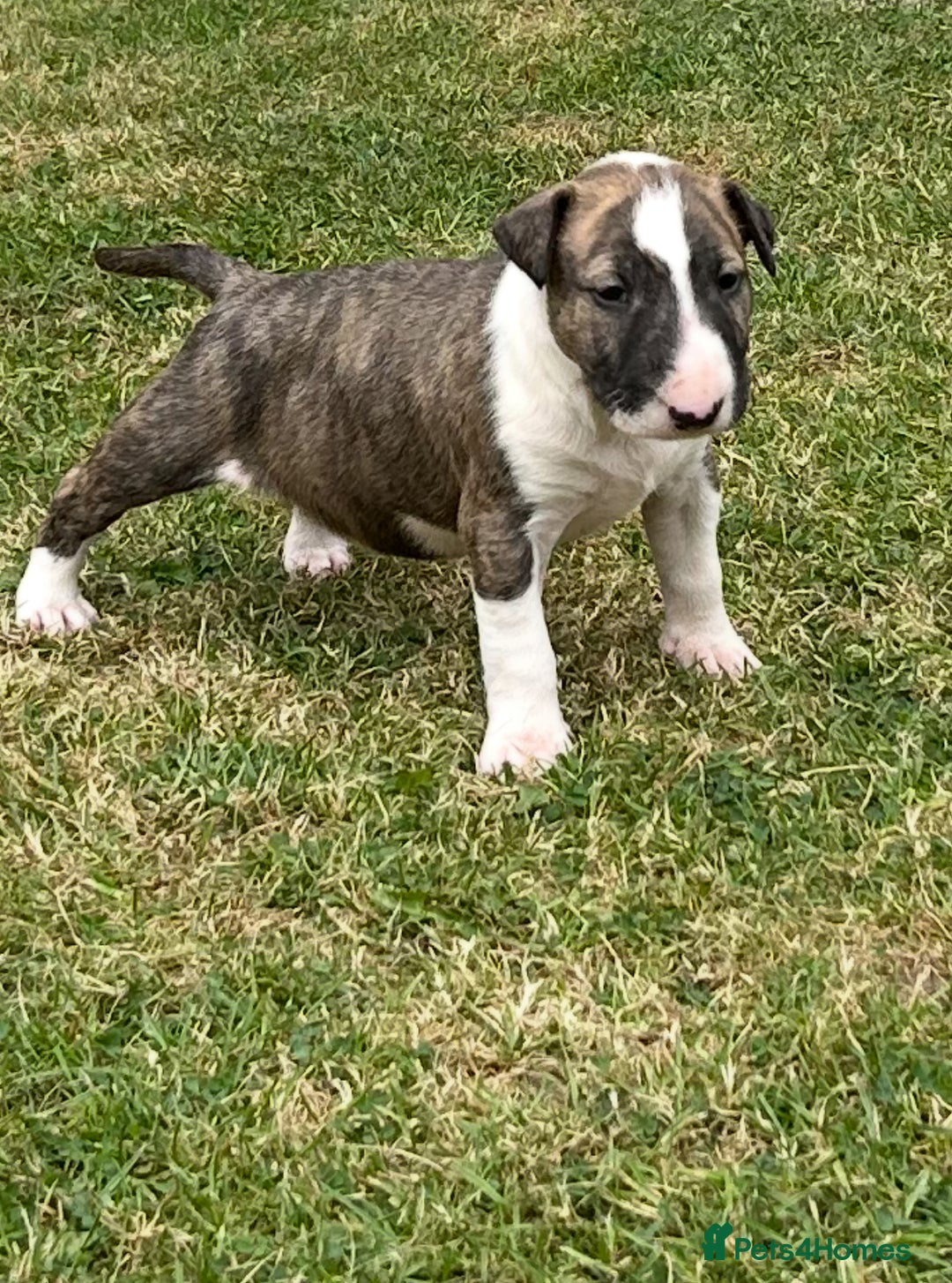 English Bull Terrier dogs for sale: Ready to leave !!! champion bloodlines kc reg - Image 21
