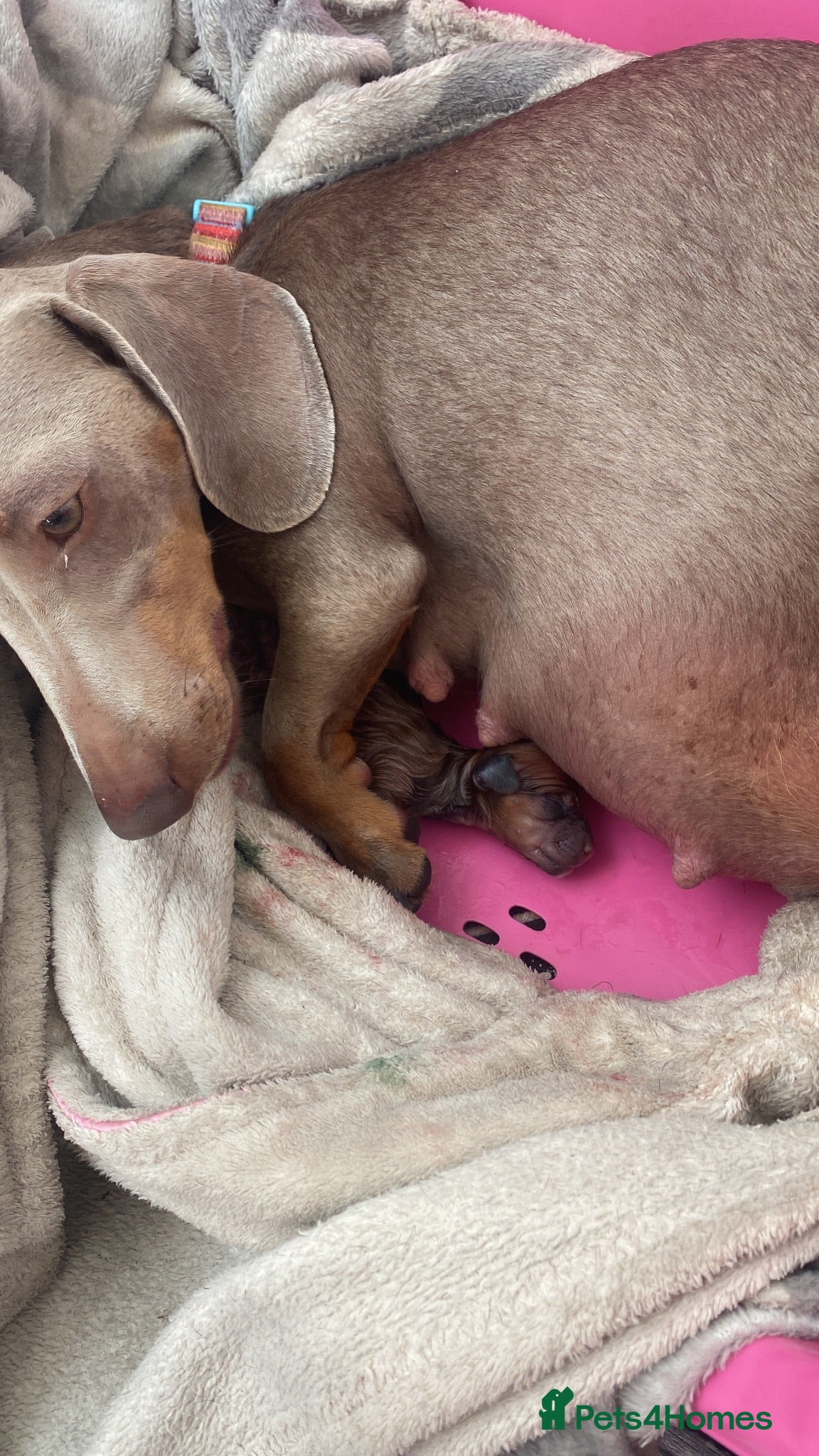 Dachshund dogs Beautiful male puppies - Advert 1