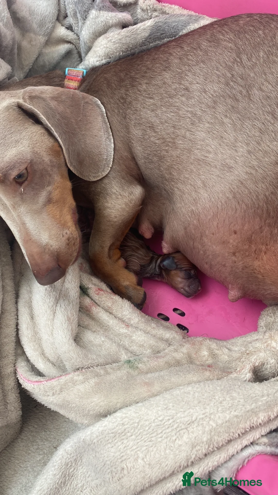 Dachshund dogs for sale: Beautiful male puppies - Advert 1